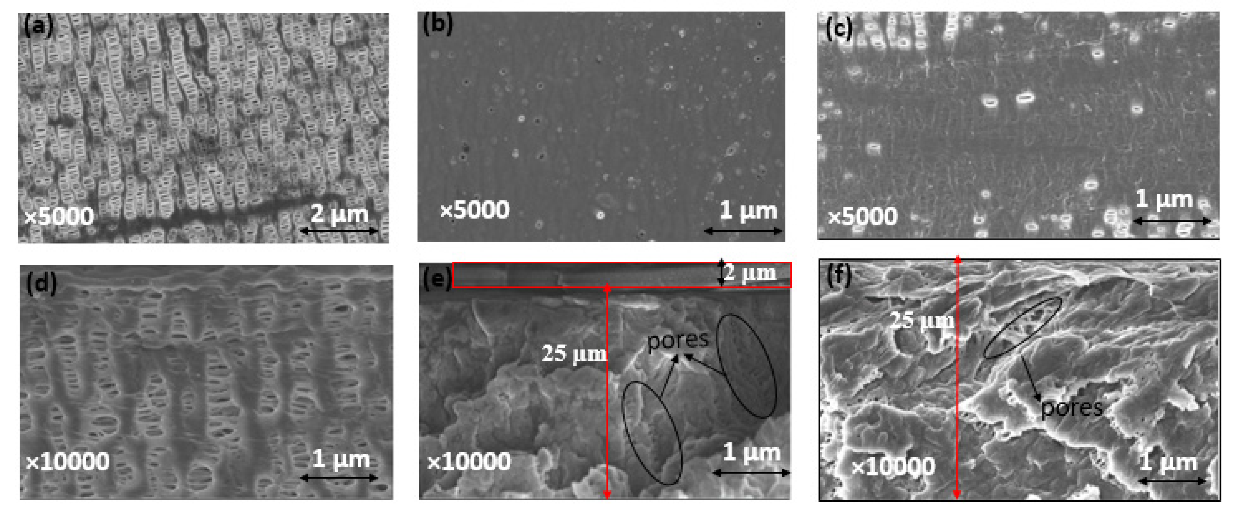 Molecules 26 04062 g004
