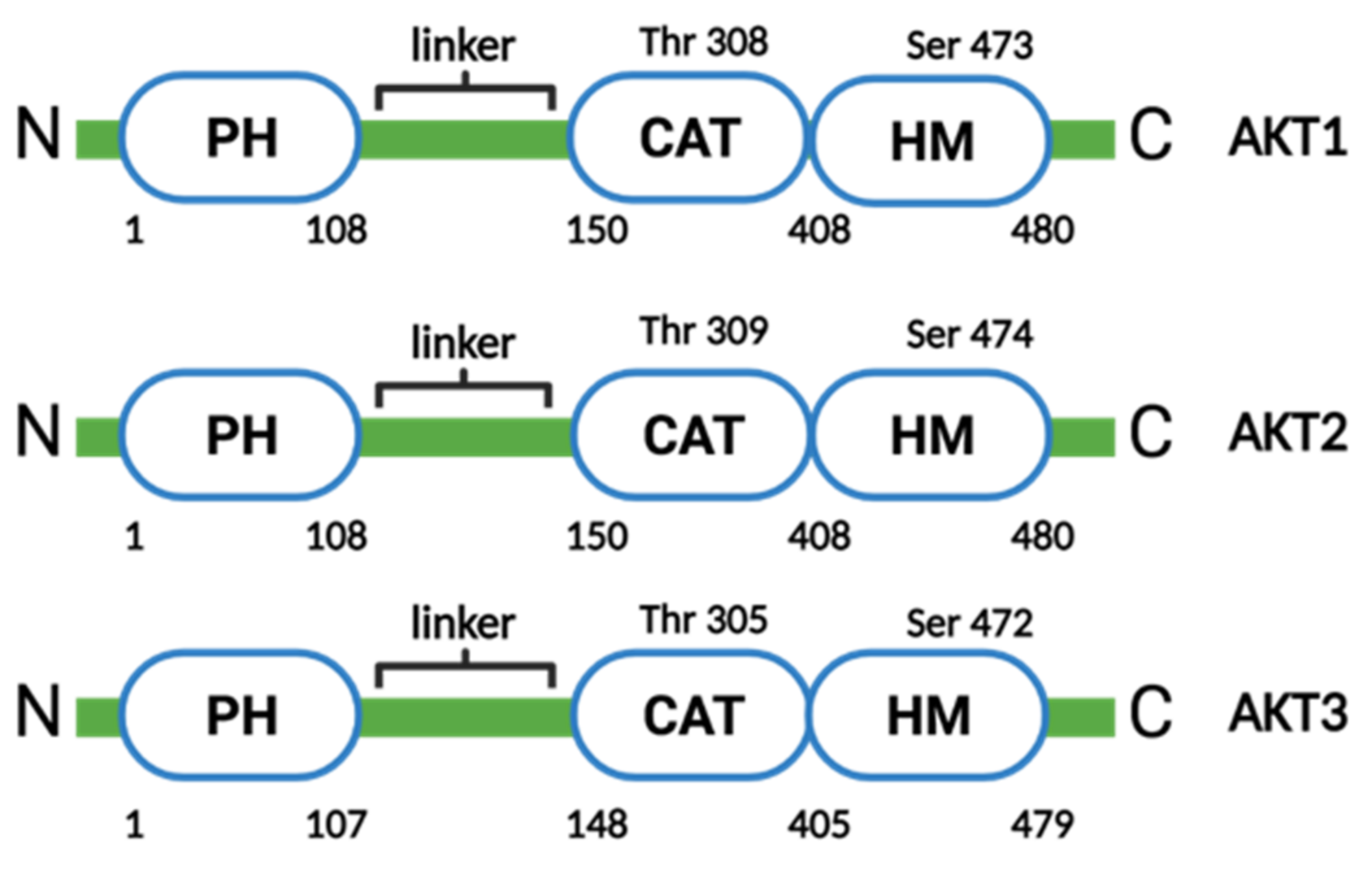 Molecules 26 04100 g003