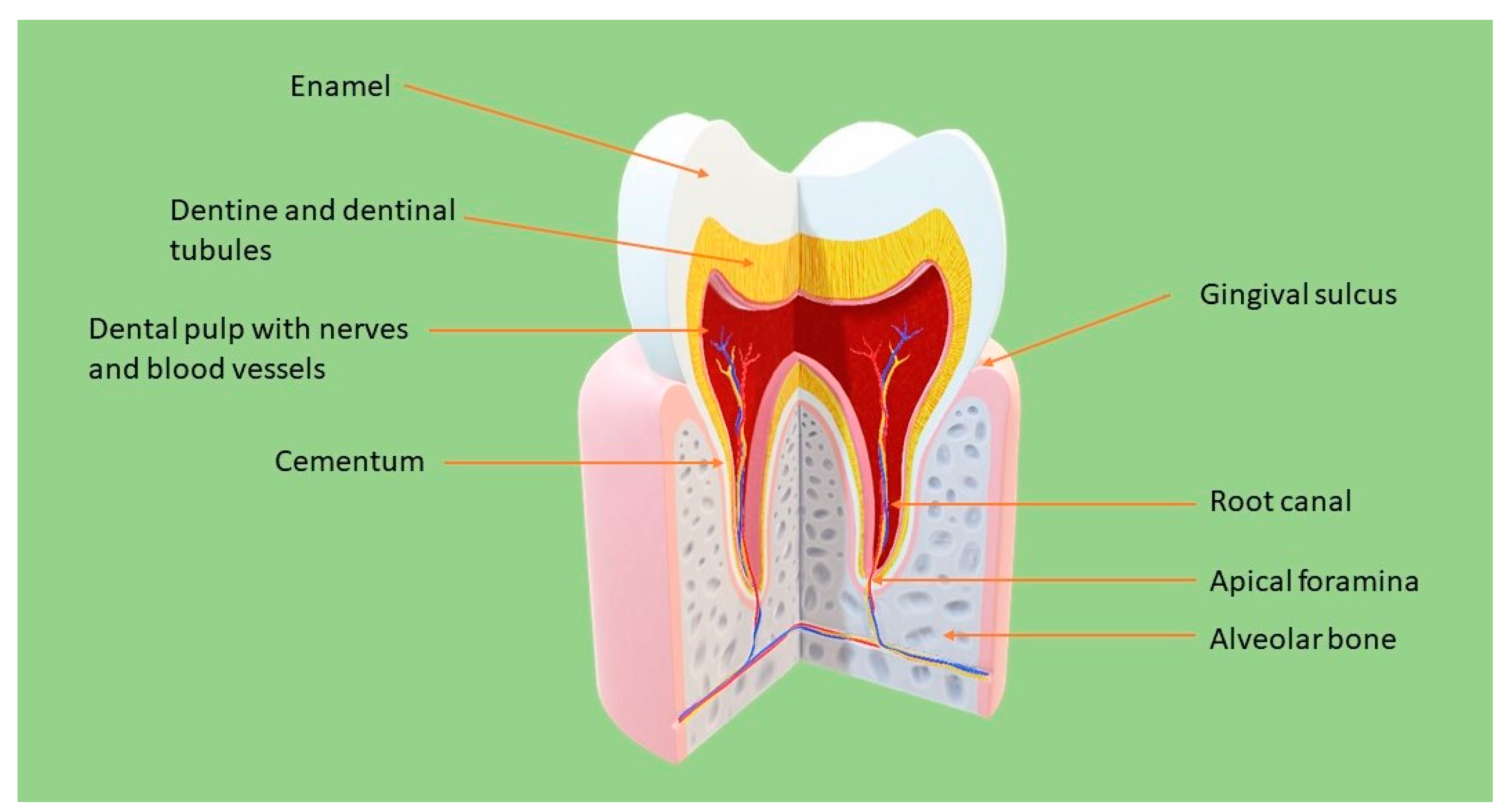 Molecules 26 04129 g001
