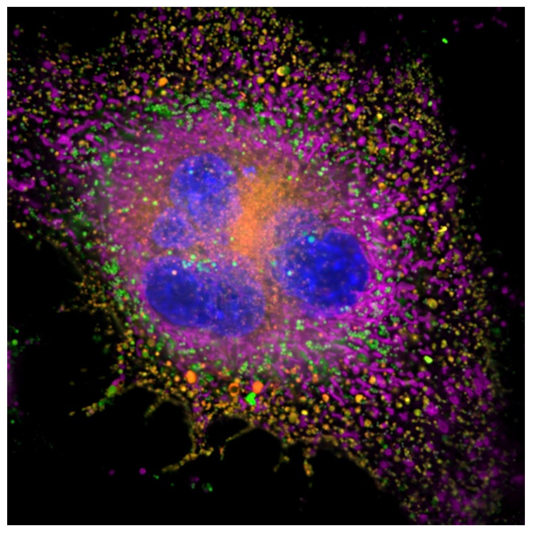 Molecules 26 04194 g003