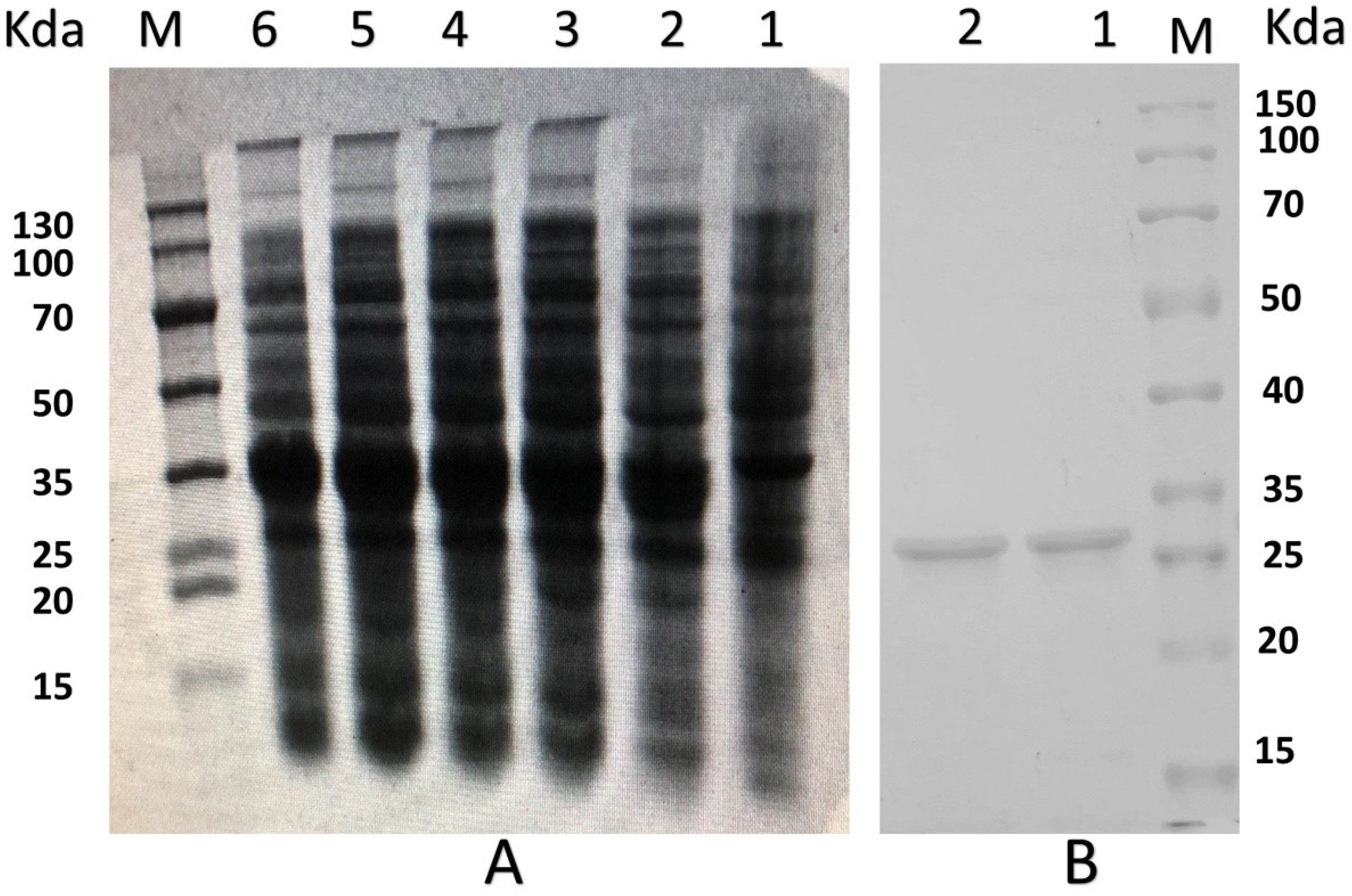 Molecules 26 04242 g002 Molecules 26 04242 g002