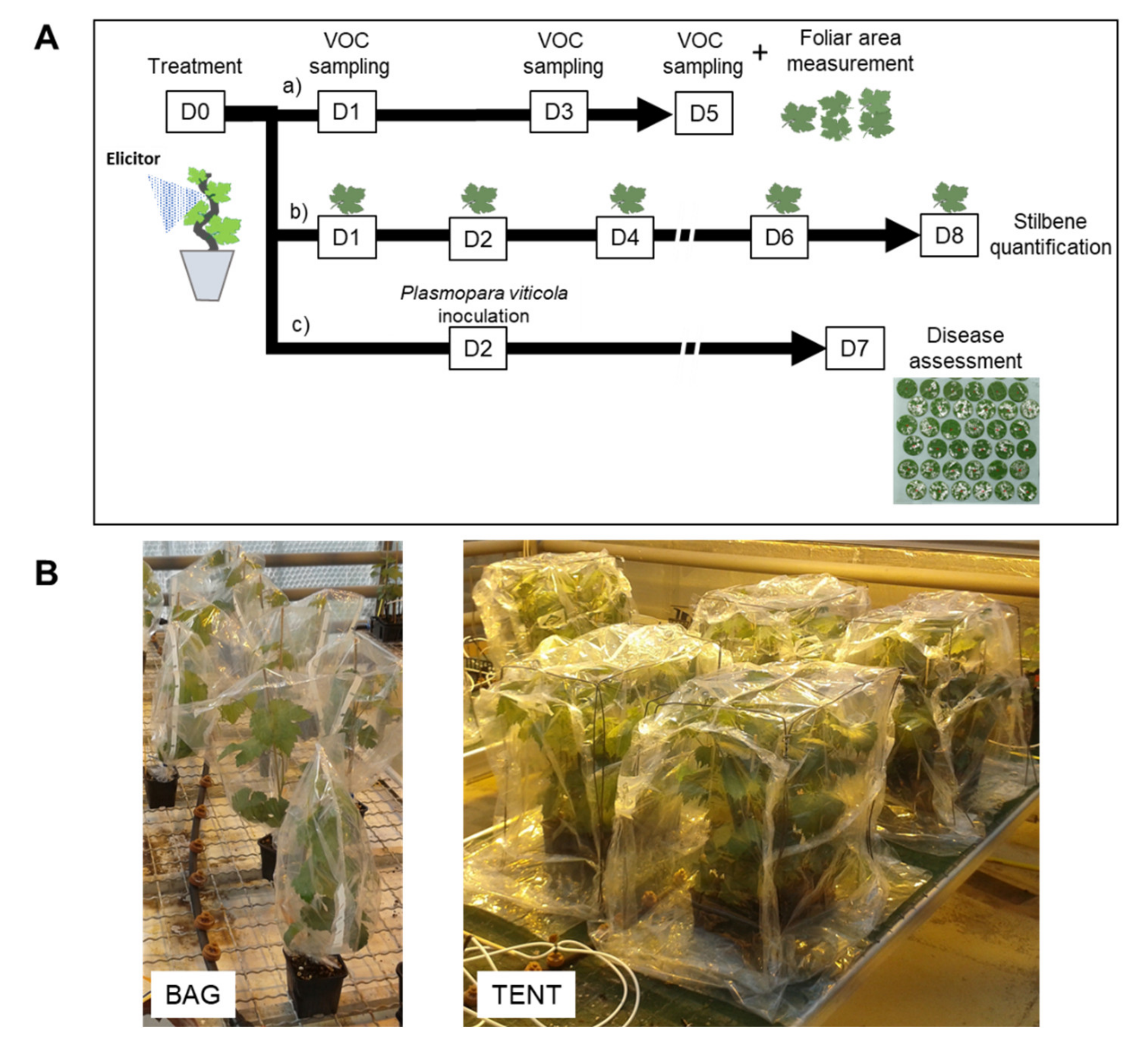 Molecules 26 04258 g006