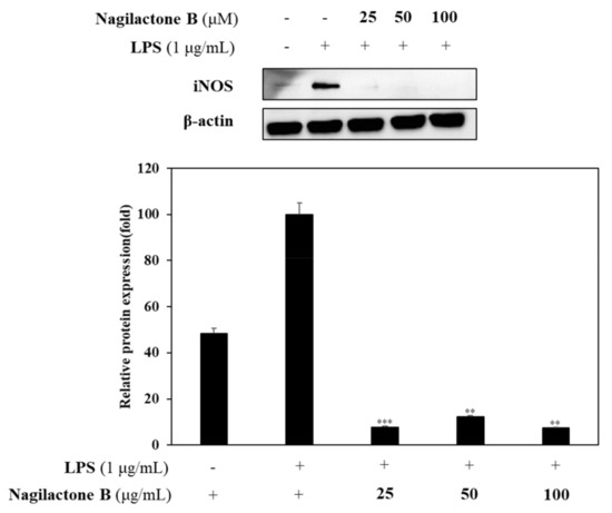 Molecules 26 04326 g005a Molecules 26 04326 g005a
