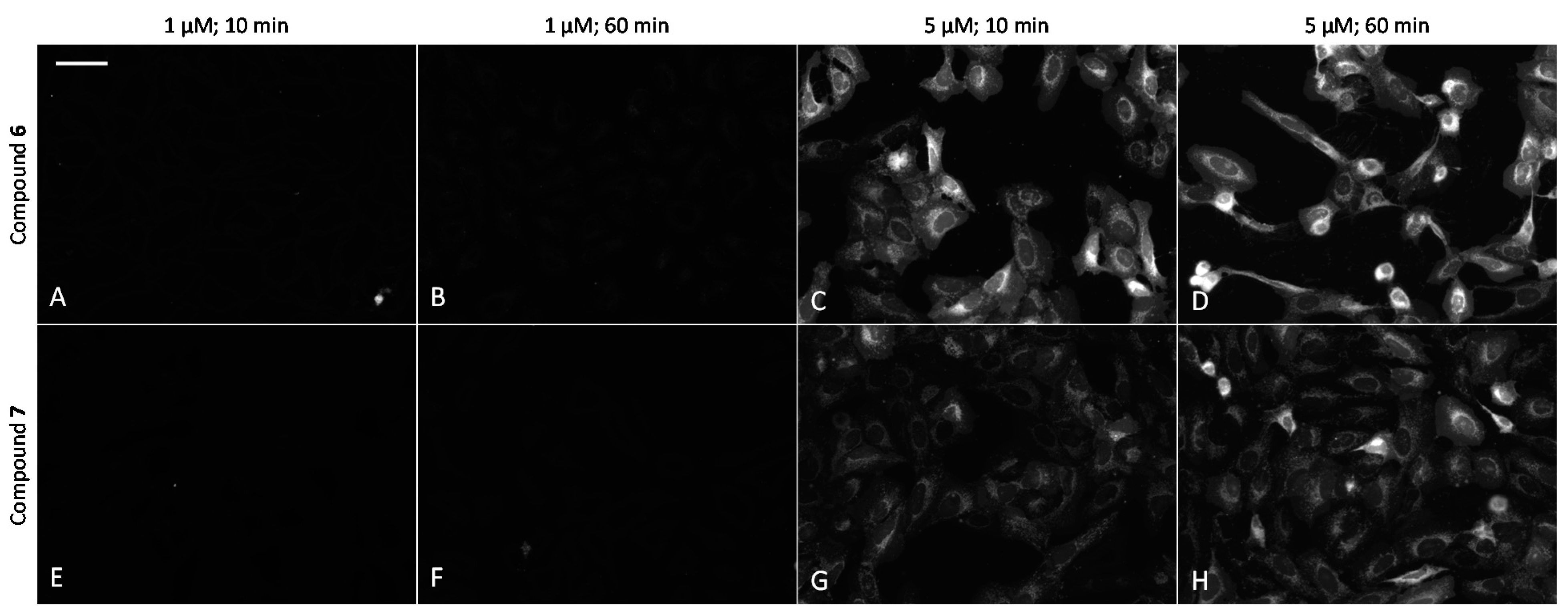 Molecules 26 04353 g005