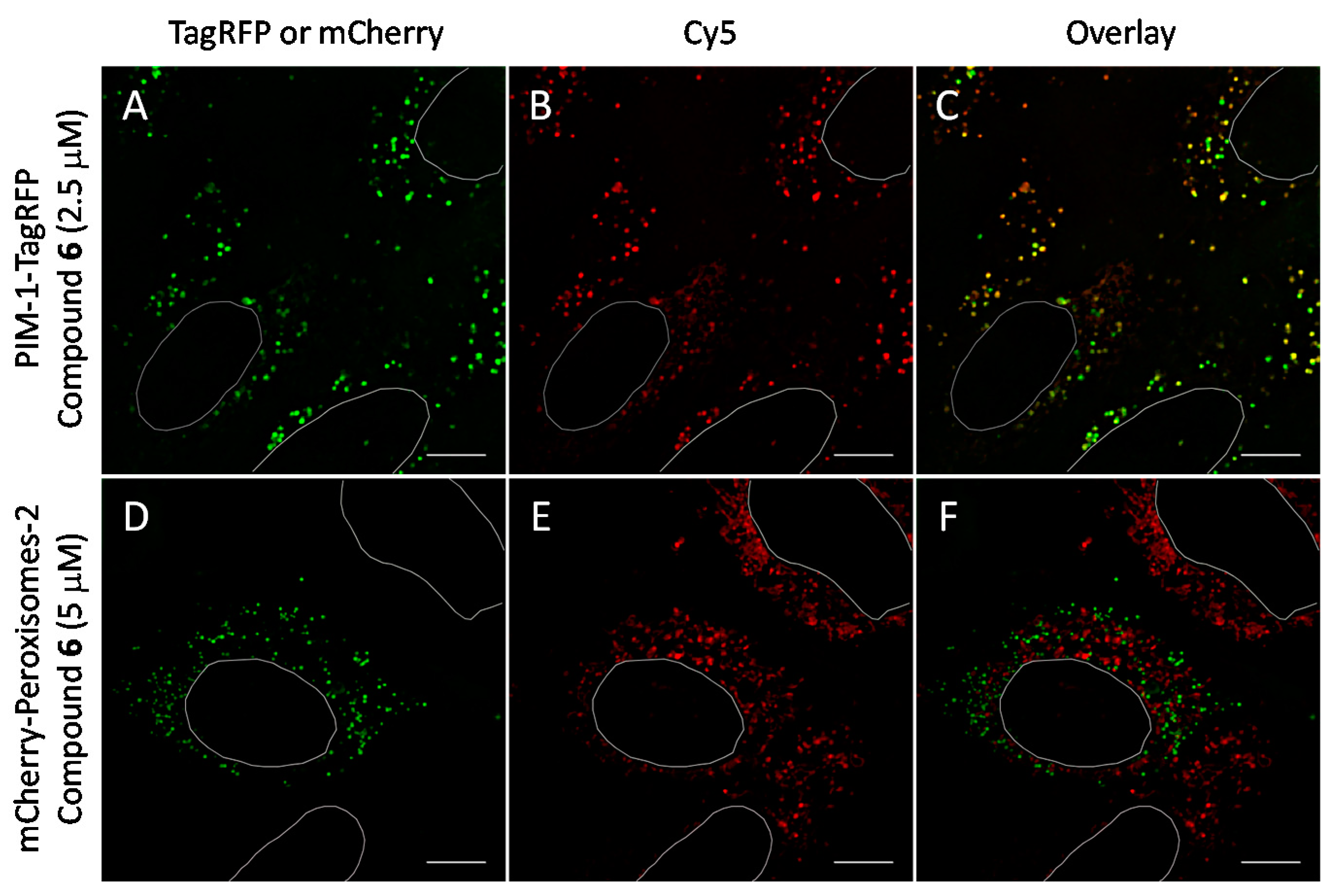 Molecules 26 04353 g006