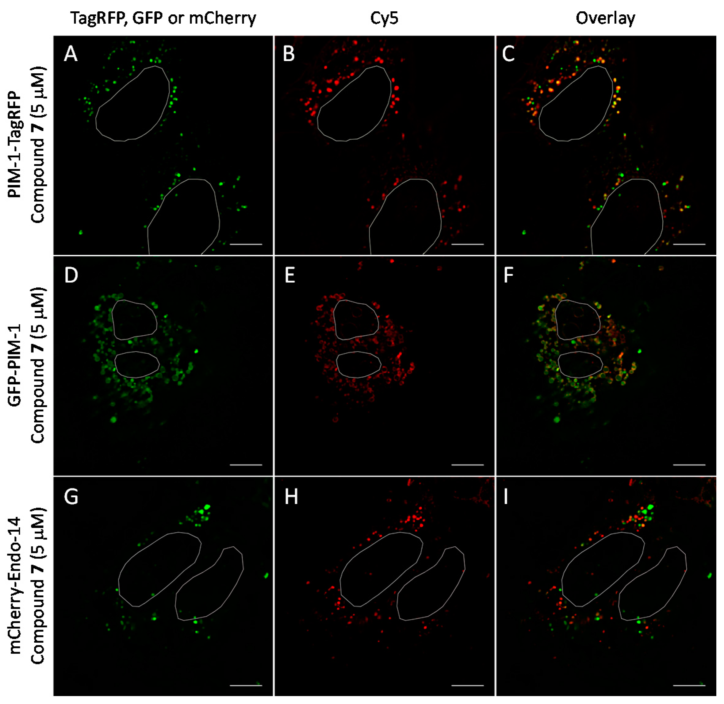 Molecules 26 04353 g007
