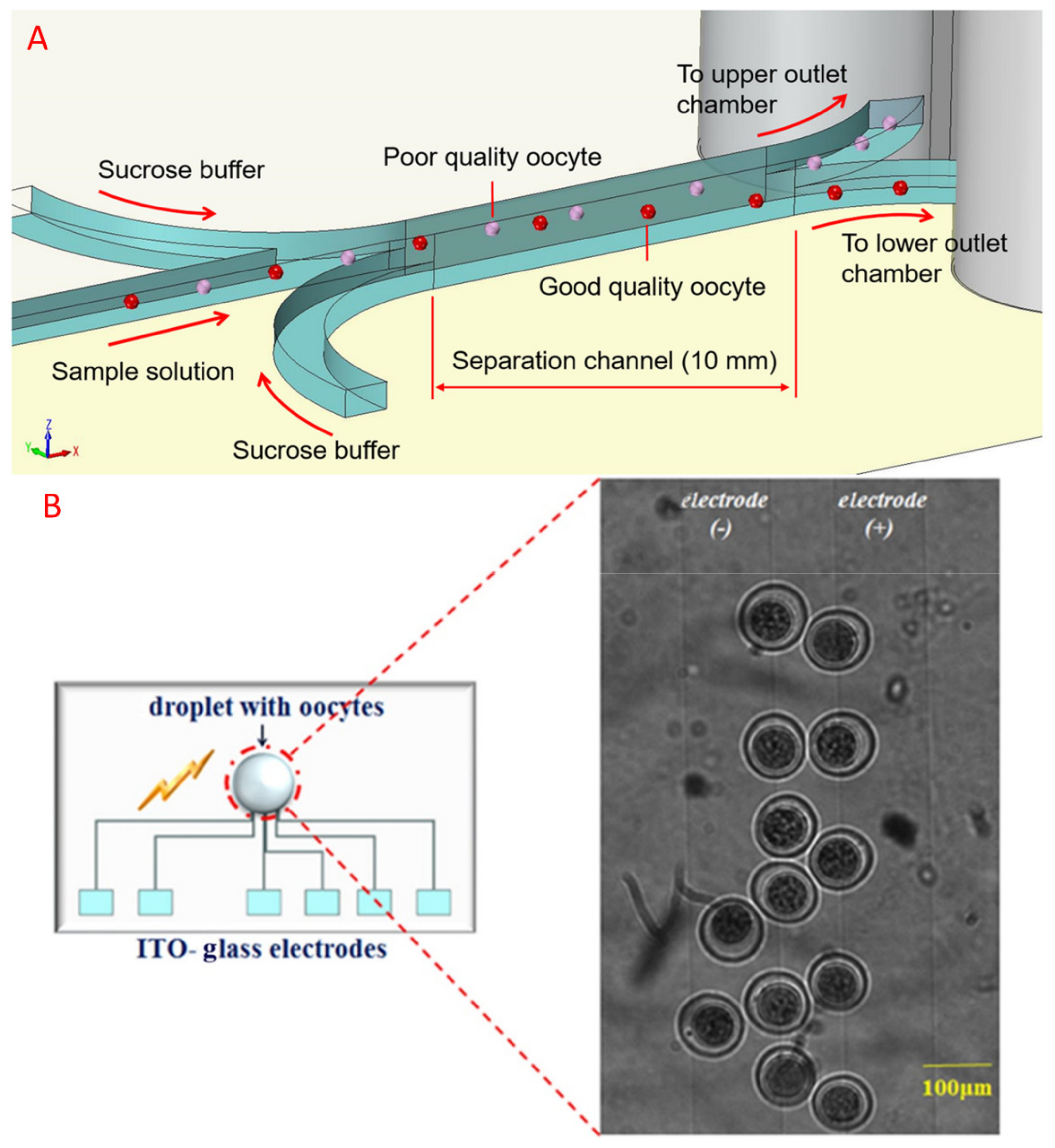 Molecules 26 04354 g003