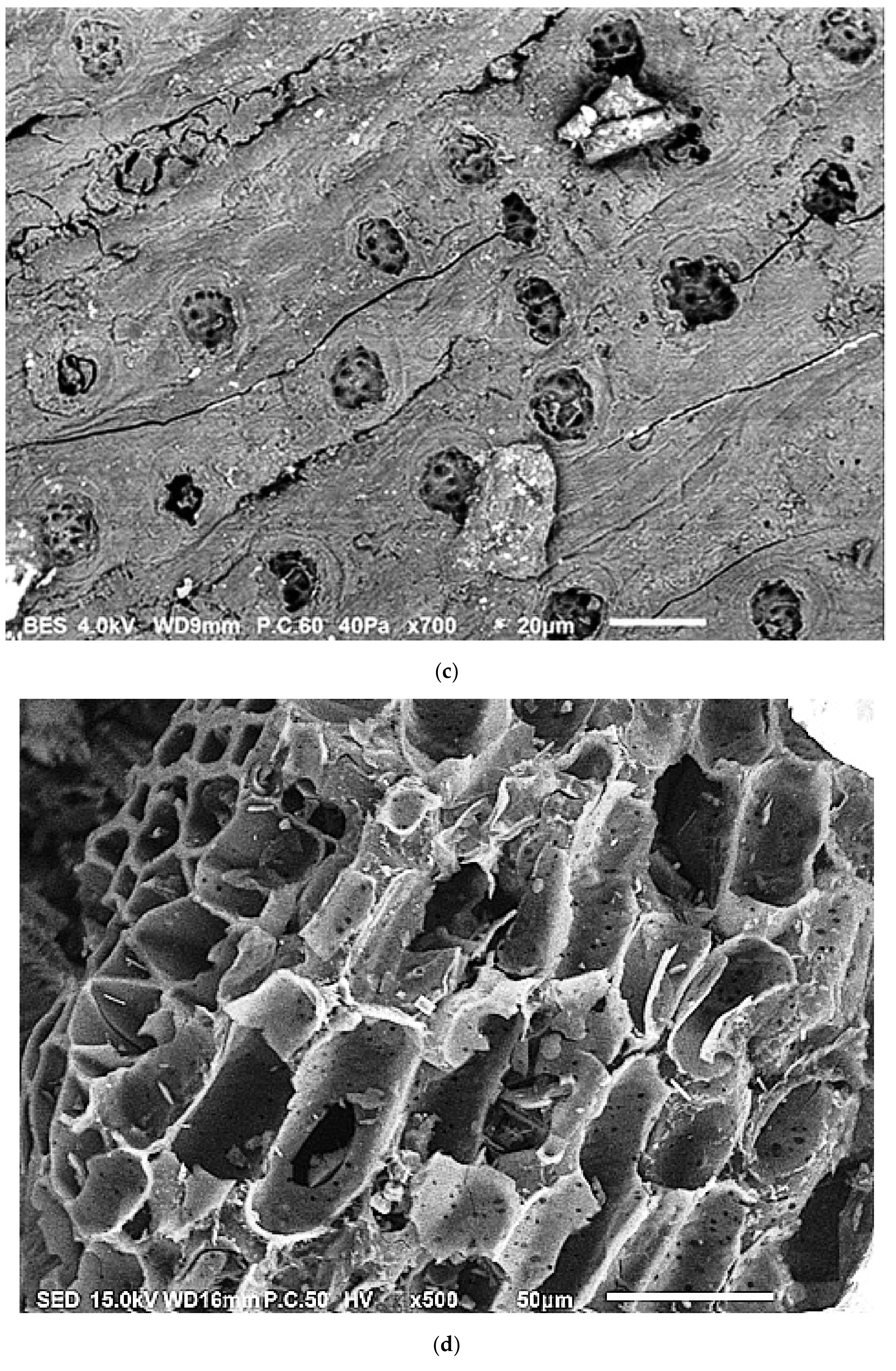 Molecules 26 04430 g001b Molecules 26 04430 g001b