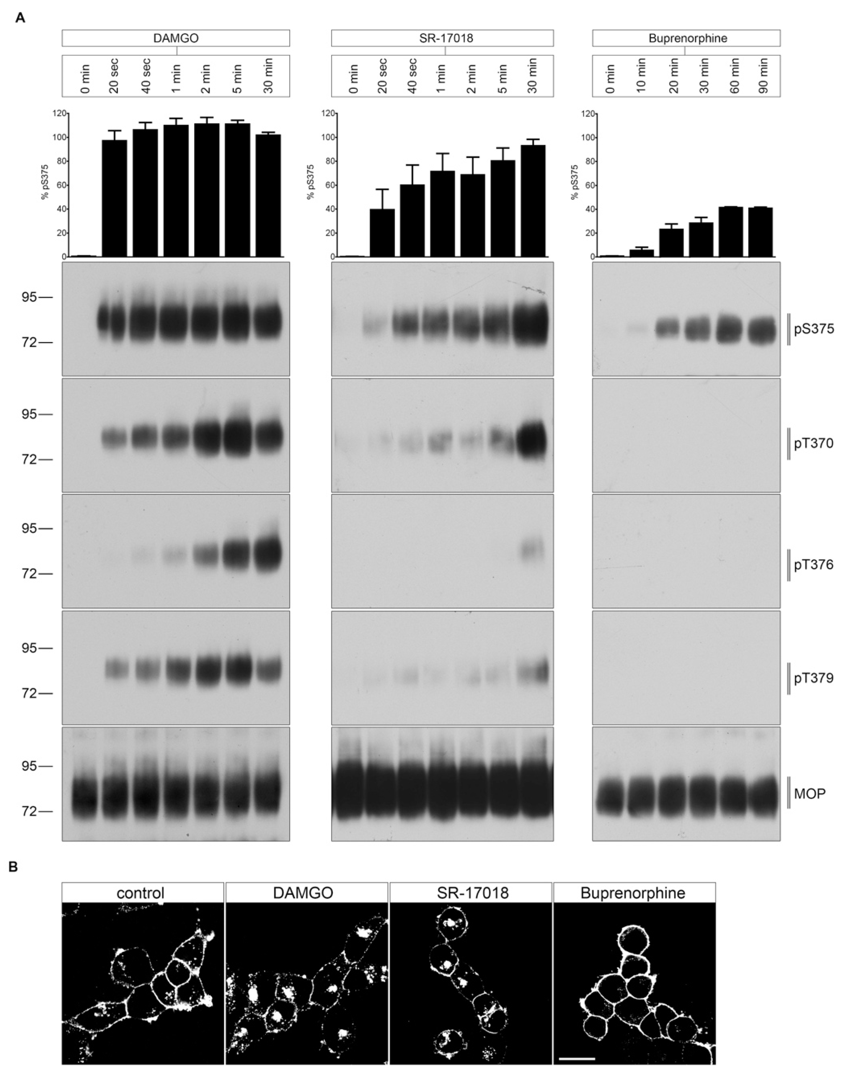 Molecules 26 04509 g003
