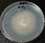 Molecules 26 04595 i001