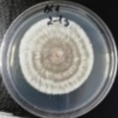 Molecules 26 04595 i002