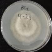 Molecules 26 04595 i006