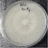 Molecules 26 04595 i009