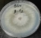 Molecules 26 04595 i010