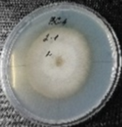 Molecules 26 04595 i011