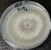 Molecules 26 04595 i013