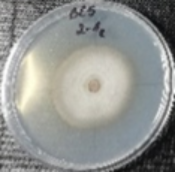 Molecules 26 04595 i014