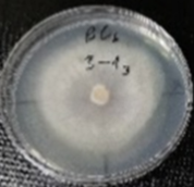 Molecules 26 04595 i016