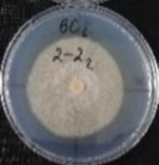 Molecules 26 04595 i017