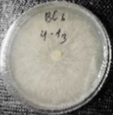 Molecules 26 04595 i018