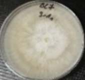 Molecules 26 04595 i019