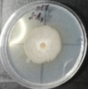 Molecules 26 04595 i020