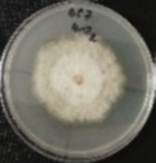 Molecules 26 04595 i021