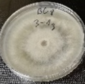 Molecules 26 04595 i022