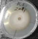 Molecules 26 04595 i023