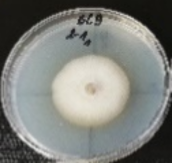 Molecules 26 04595 i026