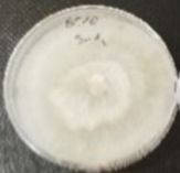 Molecules 26 04595 i028