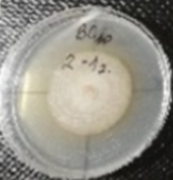 Molecules 26 04595 i029