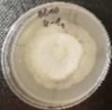 Molecules 26 04595 i030