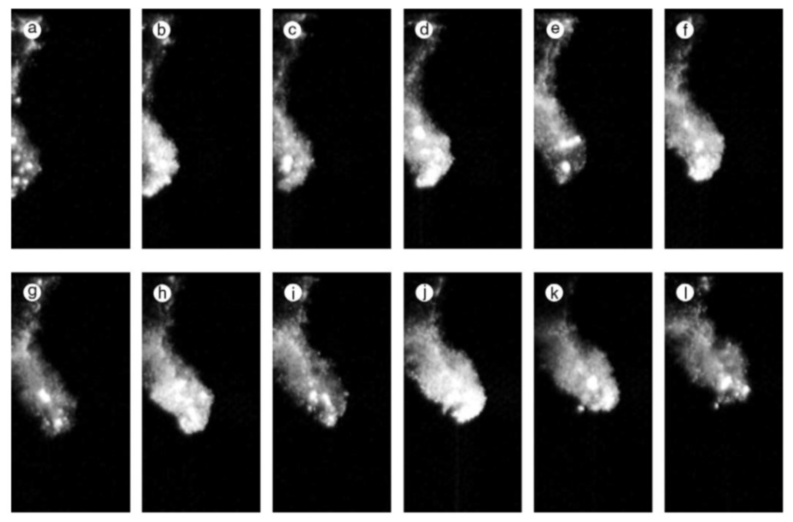 Molecules 26 04624 g029