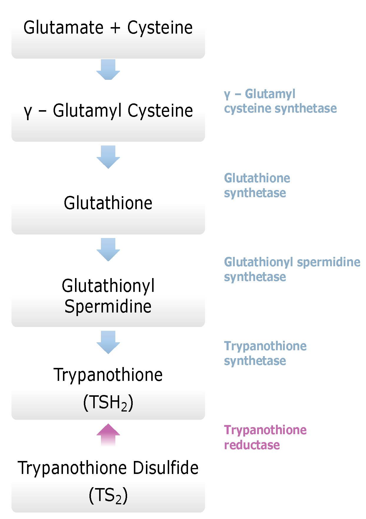 Molecules 26 04629 g002