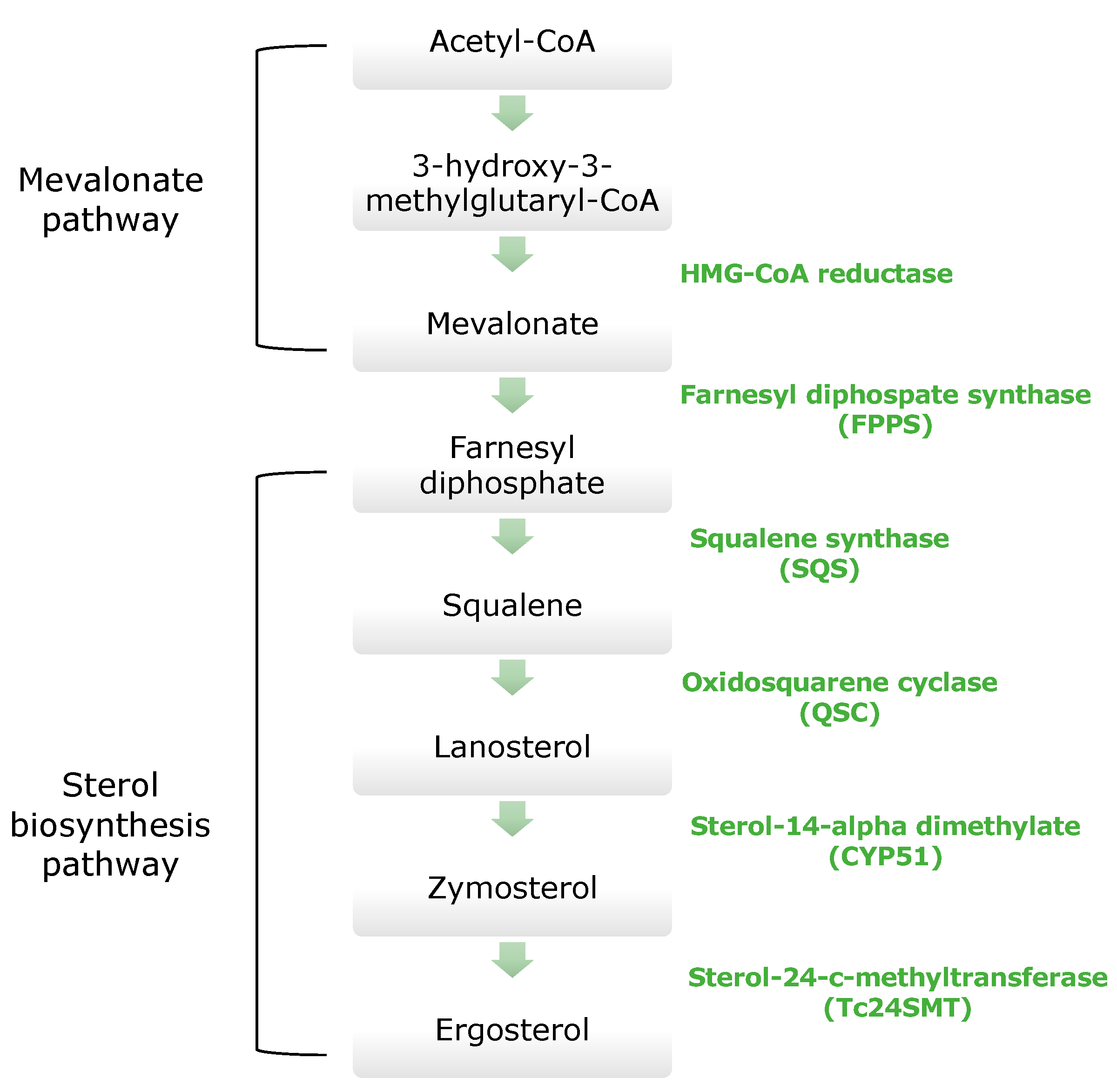 Molecules 26 04629 g004