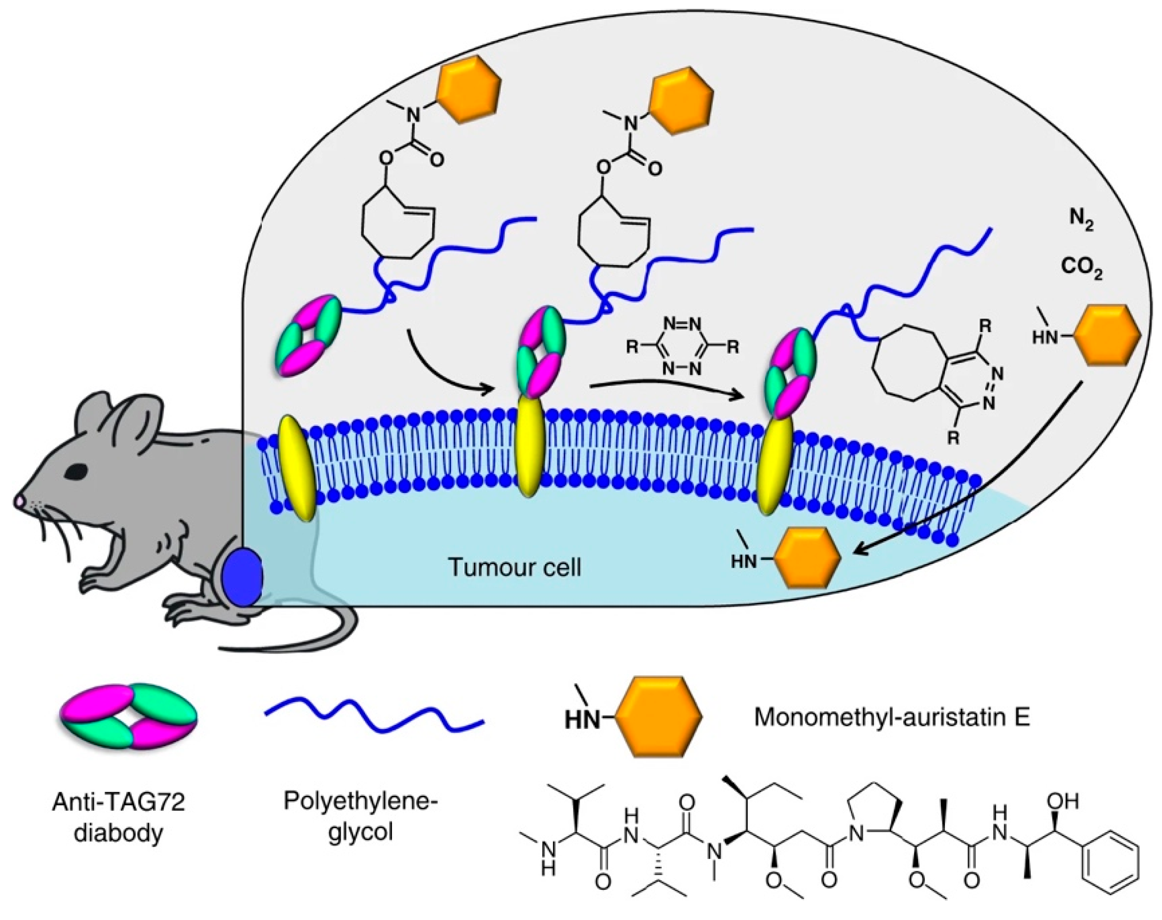 Molecules 26 04640 g007