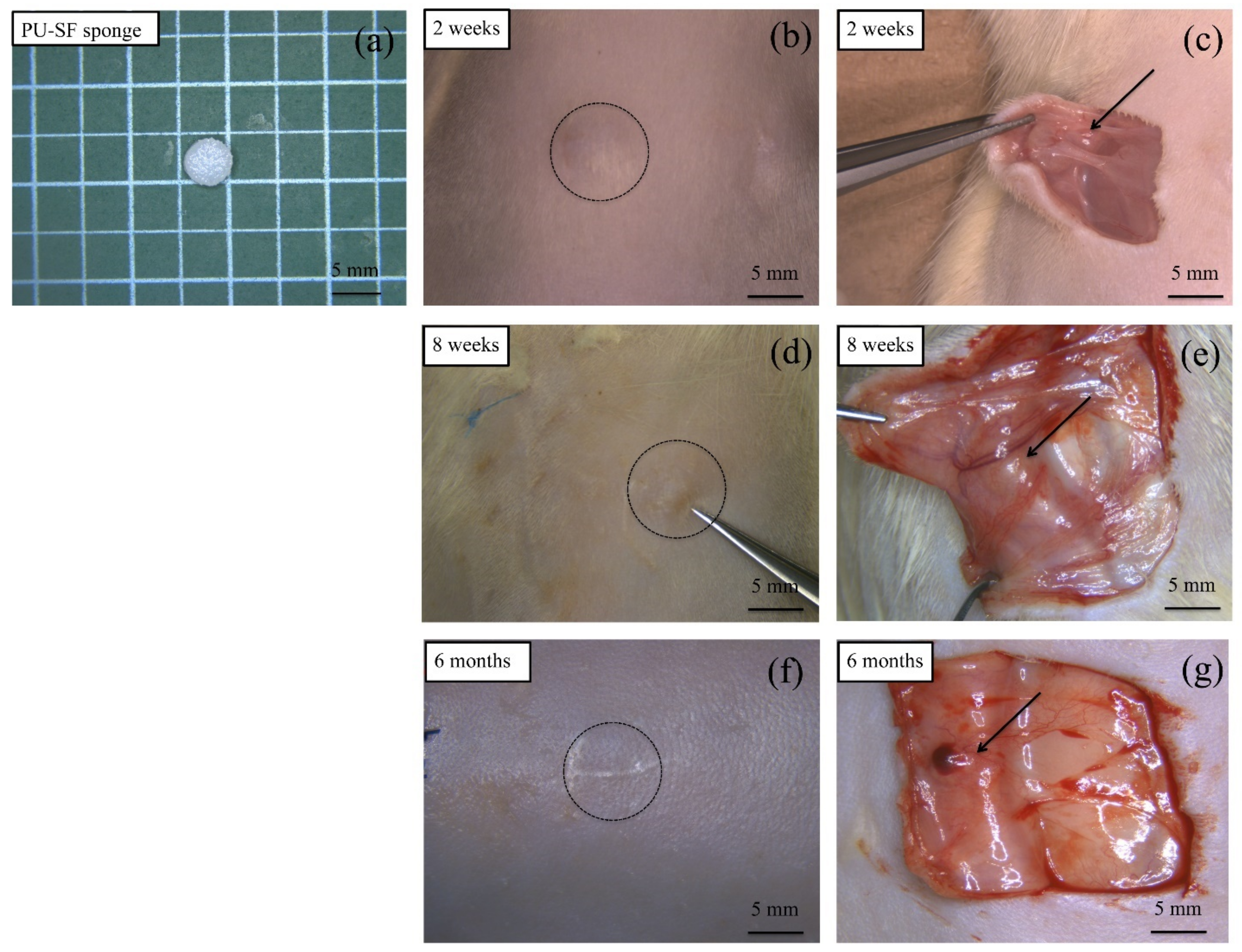 Molecules 26 04649 g006