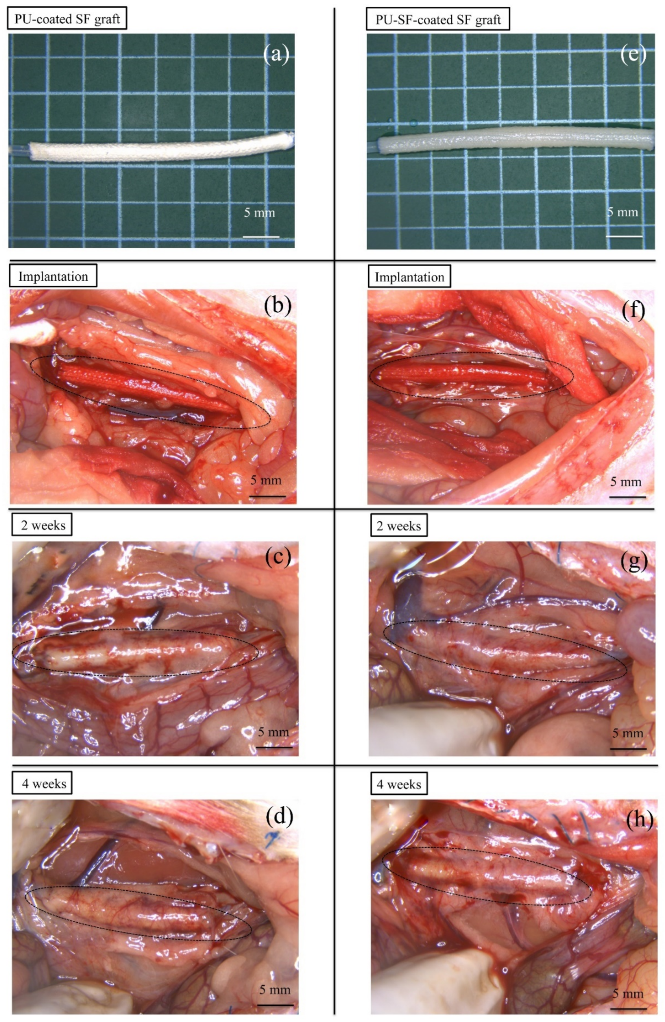 Molecules 26 04649 g009