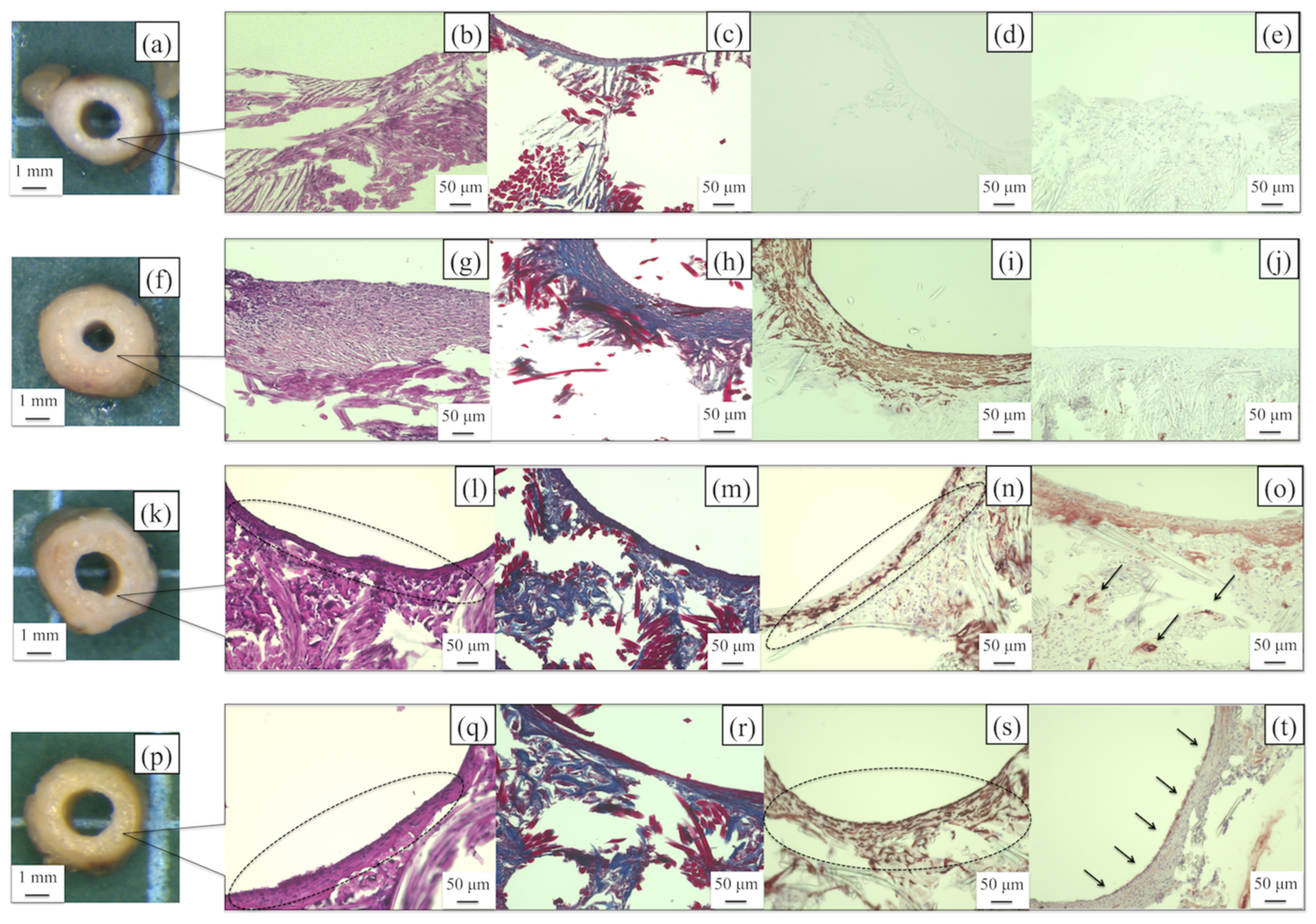 Molecules 26 04649 g011