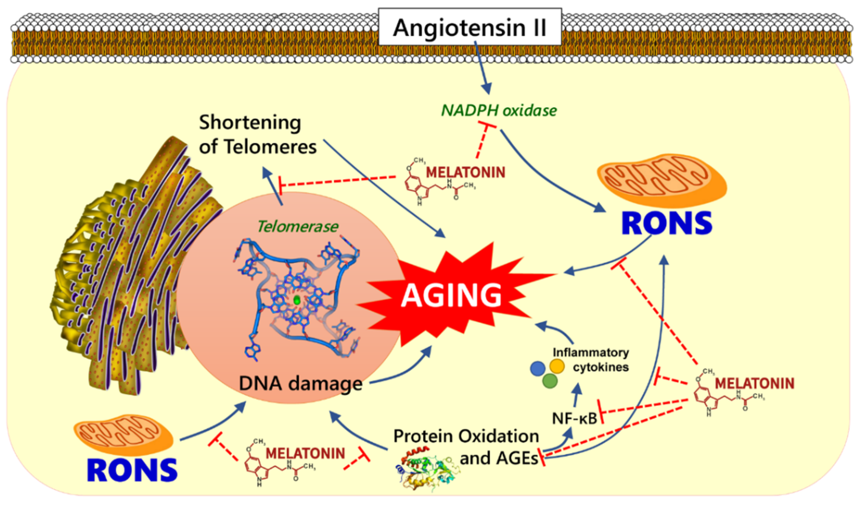 Molecules 26 04666 g001