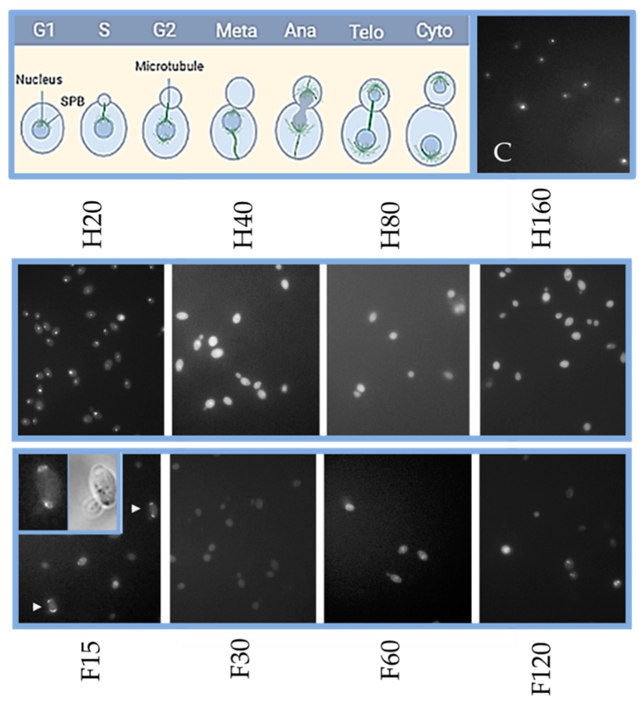 Molecules 26 04708 g002