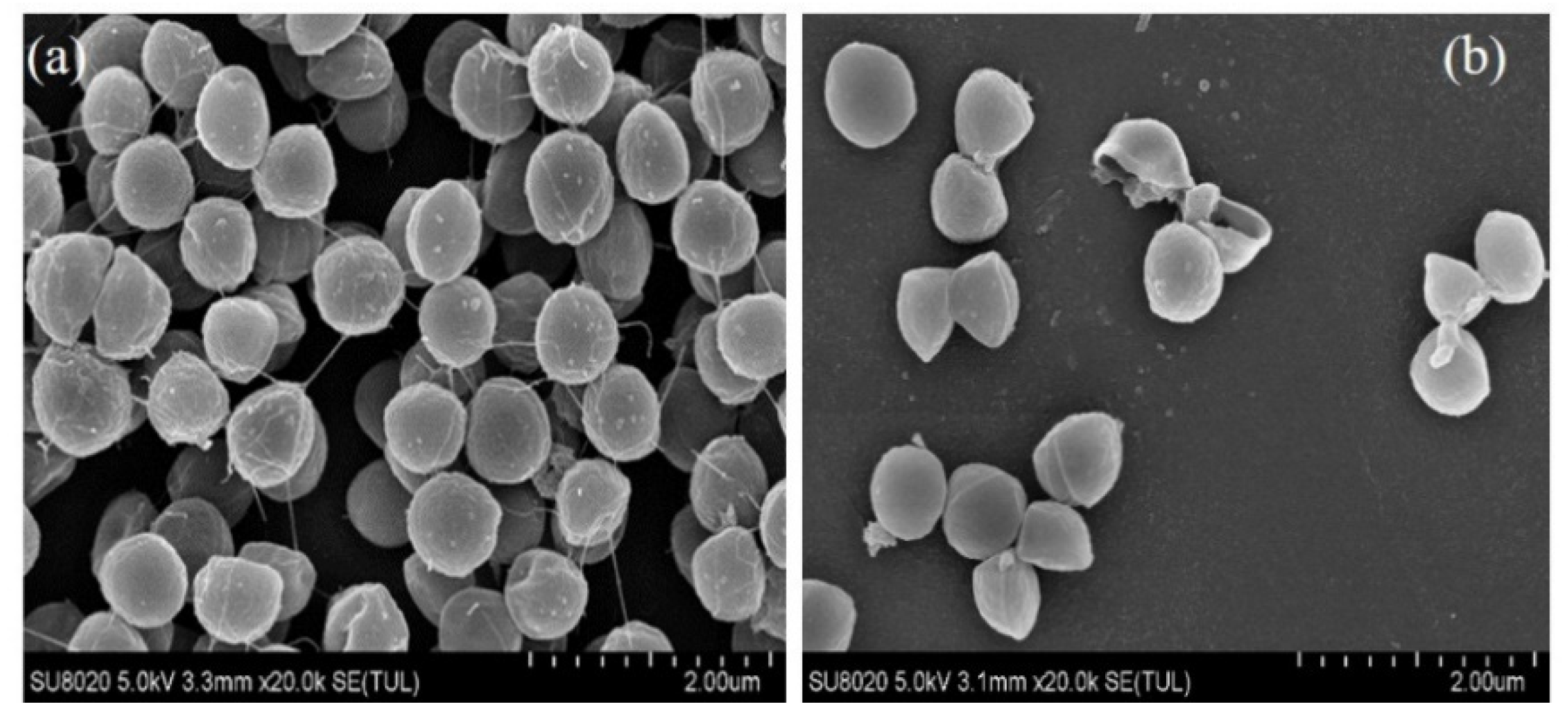 Molecules 26 04713 g005