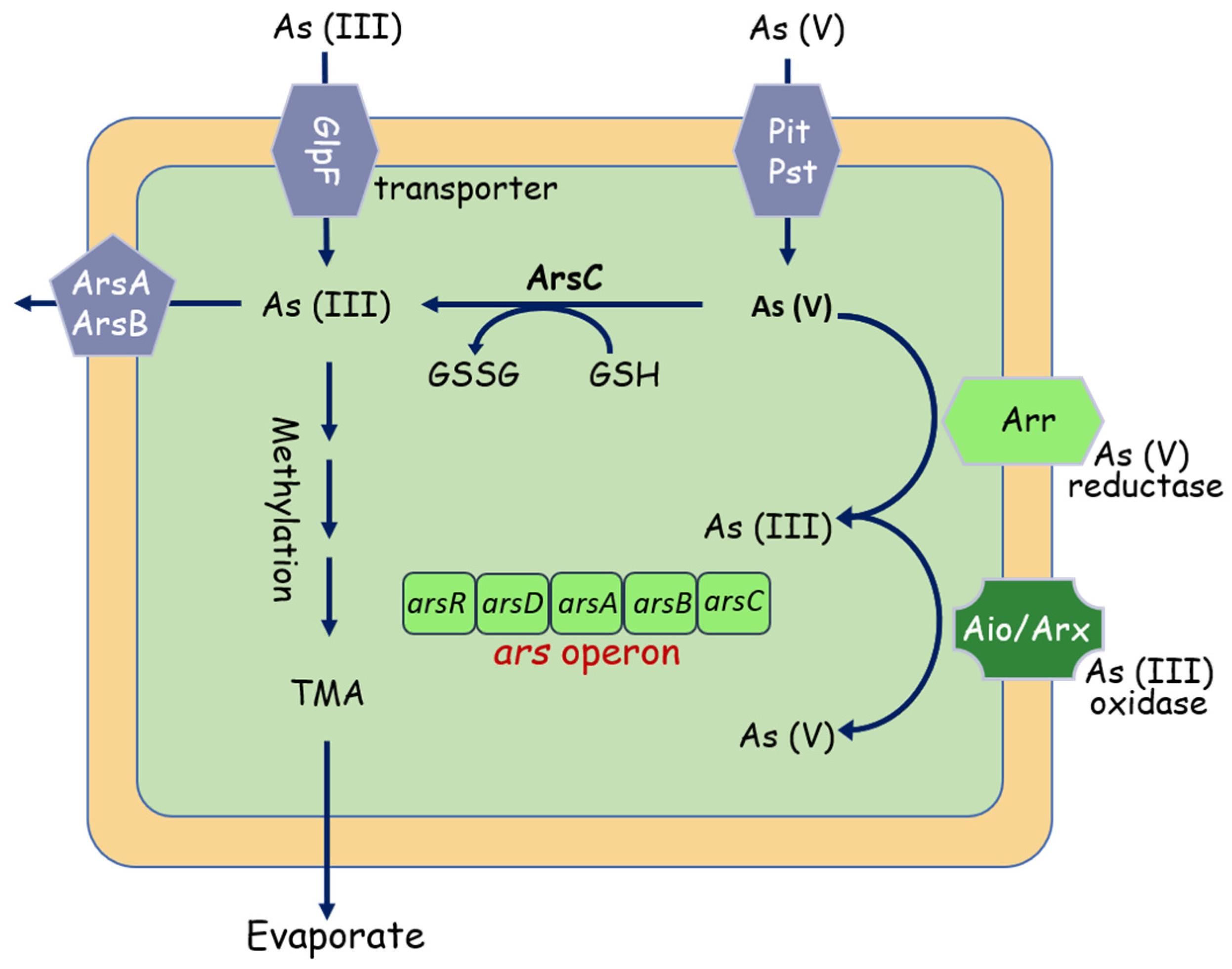 Molecules 26 04751 g004
