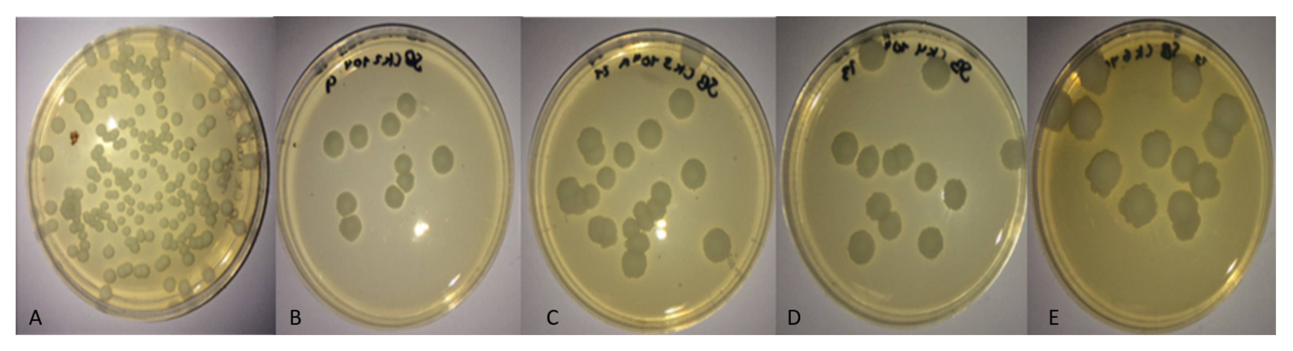 Molecules 26 04813 g006