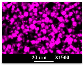 Molecules 26 04815 i010 Molecules 26 04815 i010