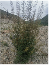 Molecules 26 04830 i001