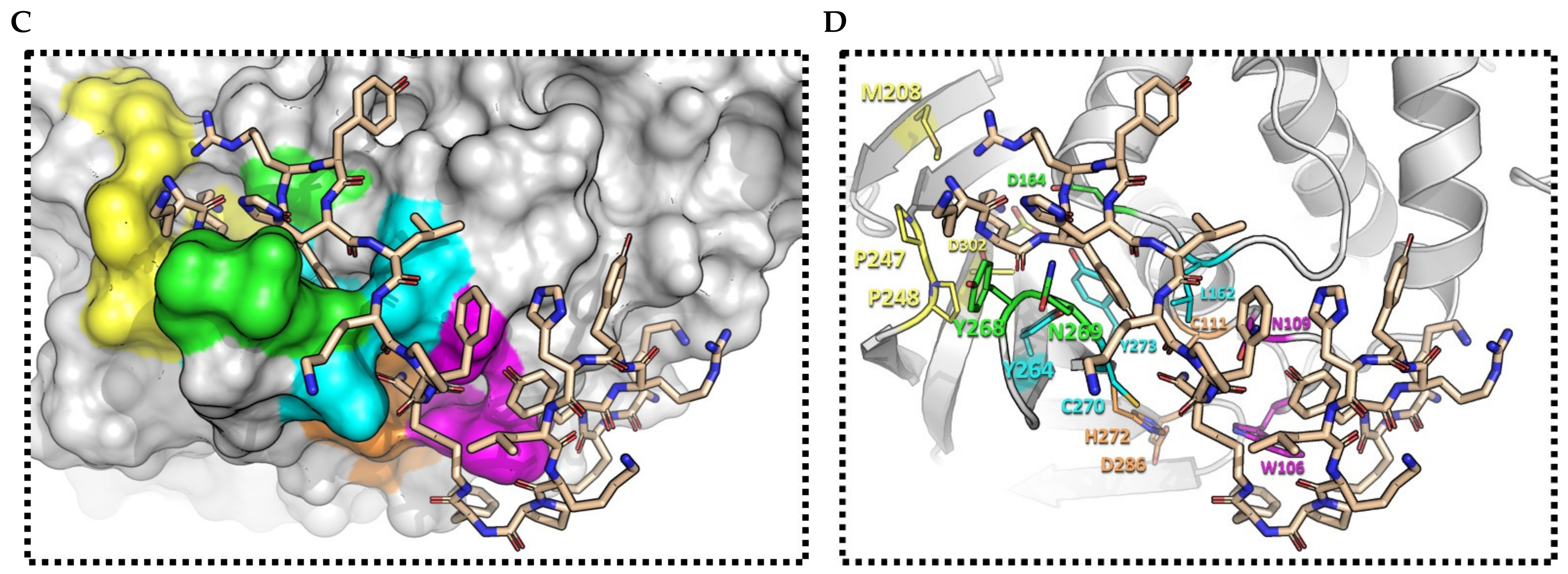 Molecules 26 04896 g004b