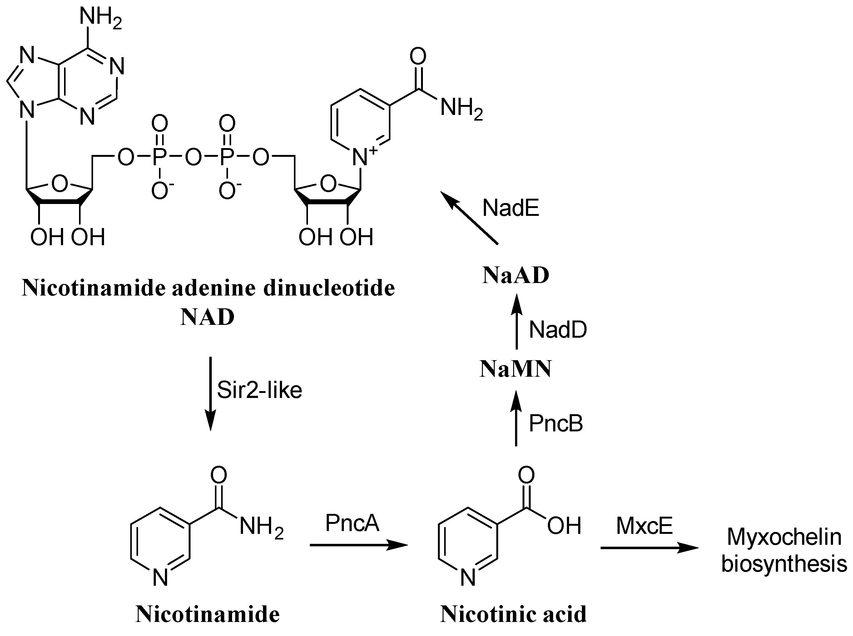 Molecules 26 04929 g007