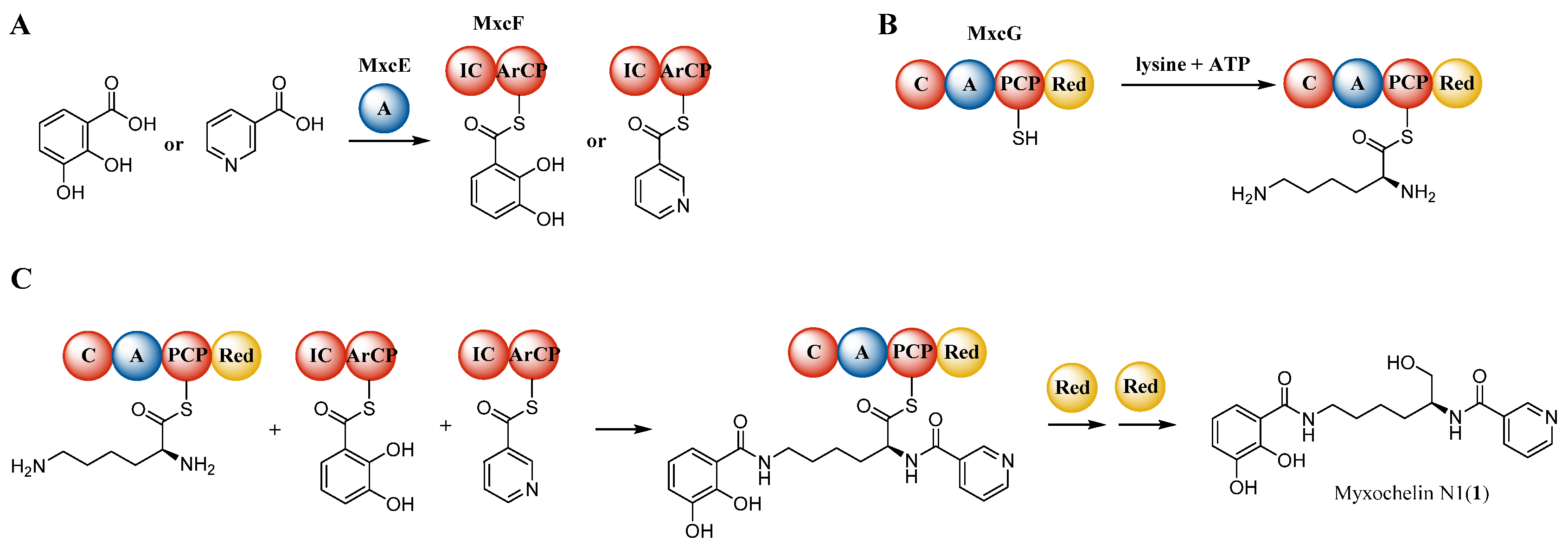 Molecules 26 04929 g008